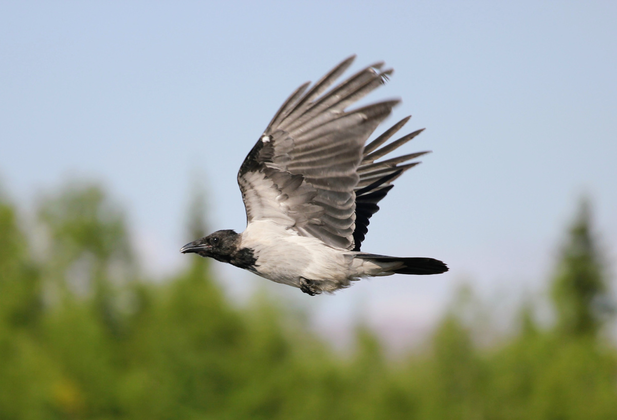 Фото автора канала "Удивительный мир живой природы " Ворона.