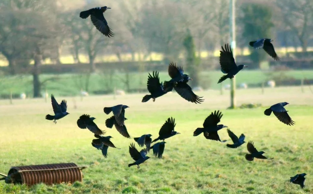 a murder of crows