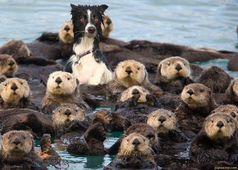 a romp of otters