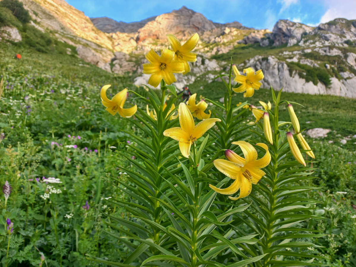 Желтые лилиии (лилия Кессельринга) (фото автора)