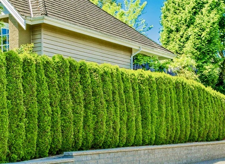 Живая изгородь из туй