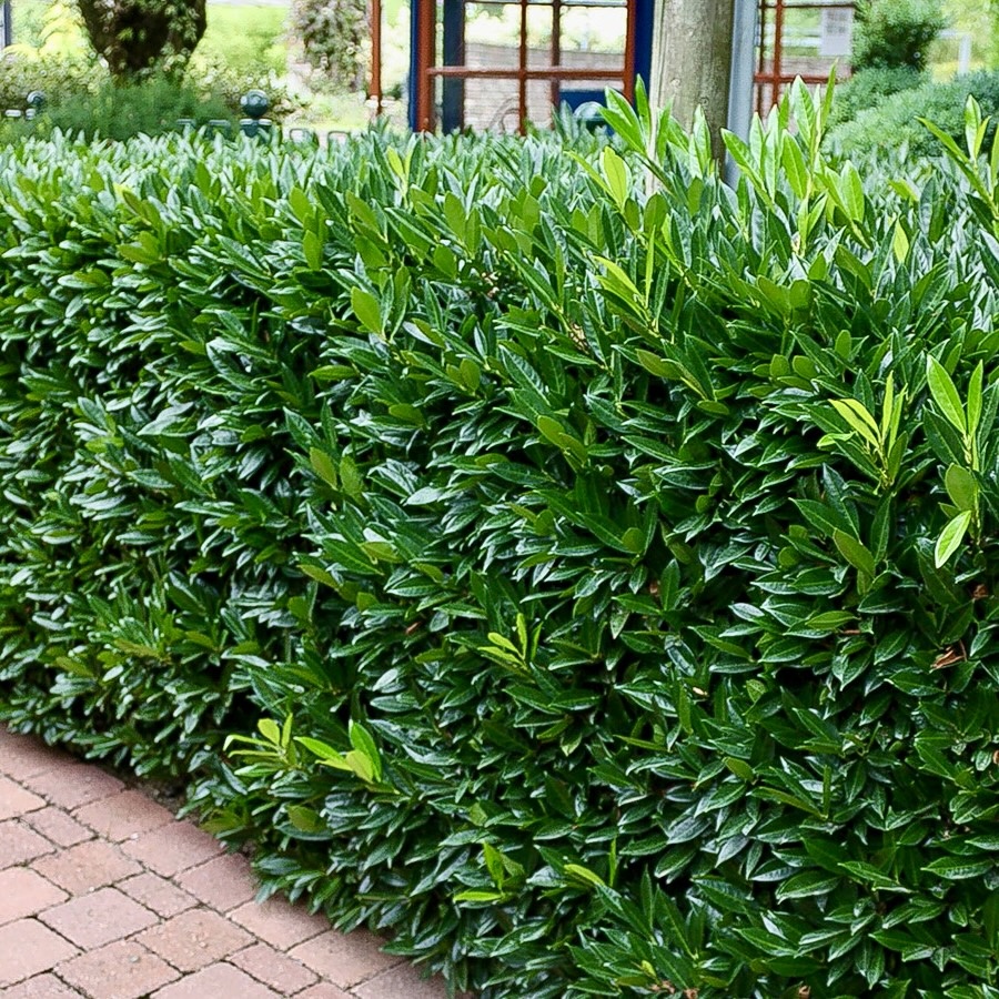 Изгородь из лавровишни