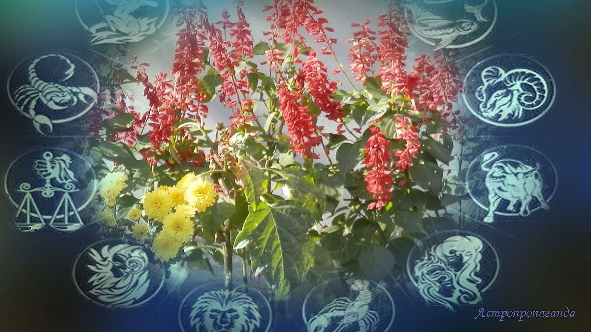 Гороскоп с 6 по 12 октября 2025: переход Меркурия в знак Скорпиона и аспекты Венеры | Недельный гороскоп