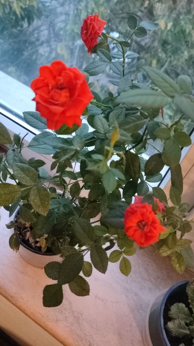 С днем учителя!