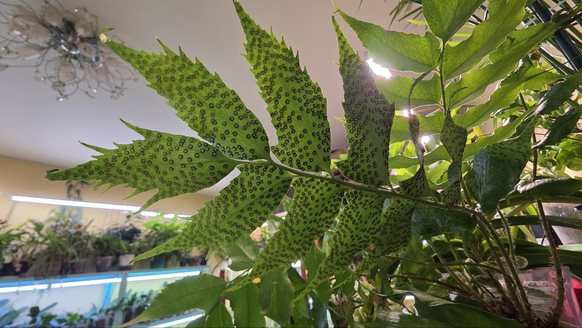 Циртомиум Форчуна, он же  Cyrtomium fortunei споры