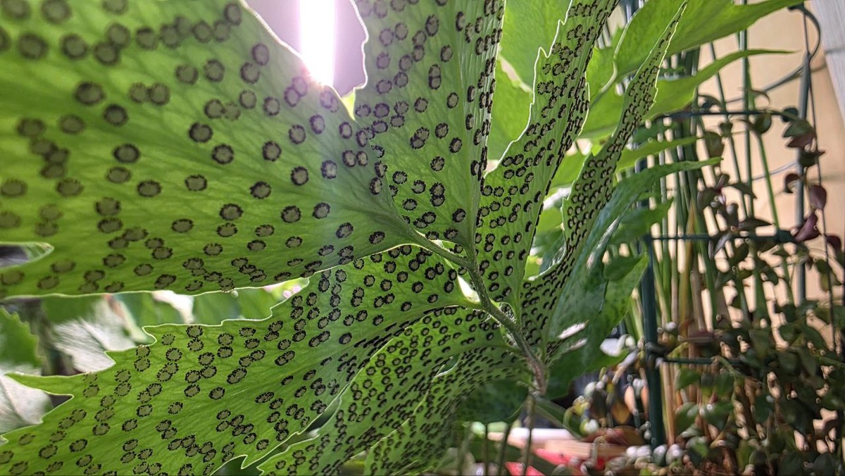 Циртомиум Форчуна, он же  Cyrtomium fortunei споры