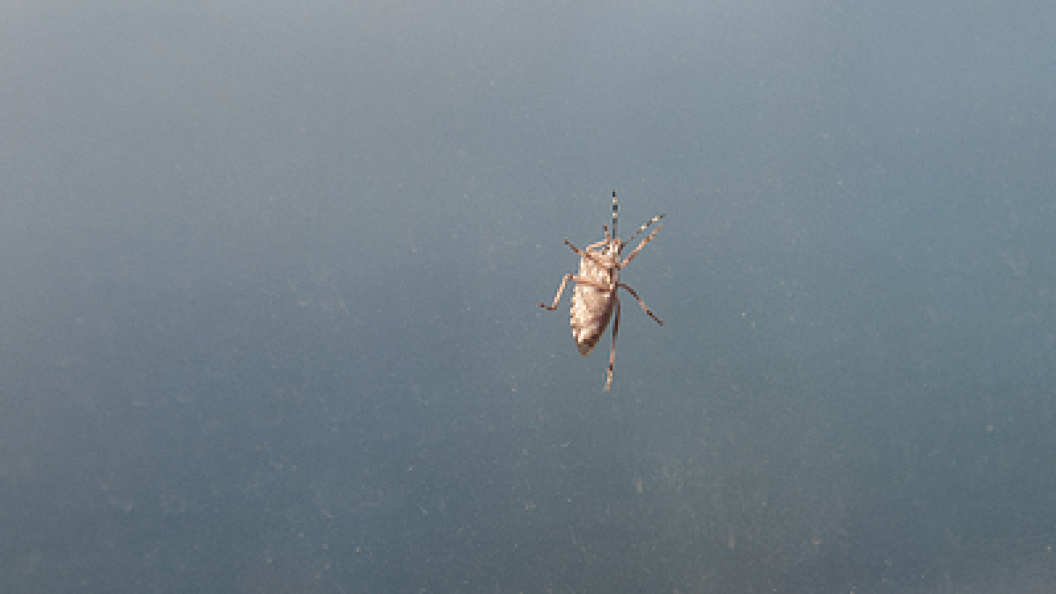    Svetlana Vozmilova/Globallookpress