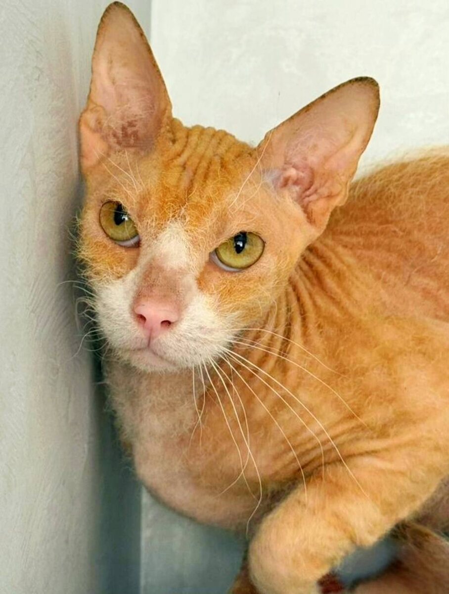 Вот такой рыжий красавец с умными глазами. Фото из архива автора 