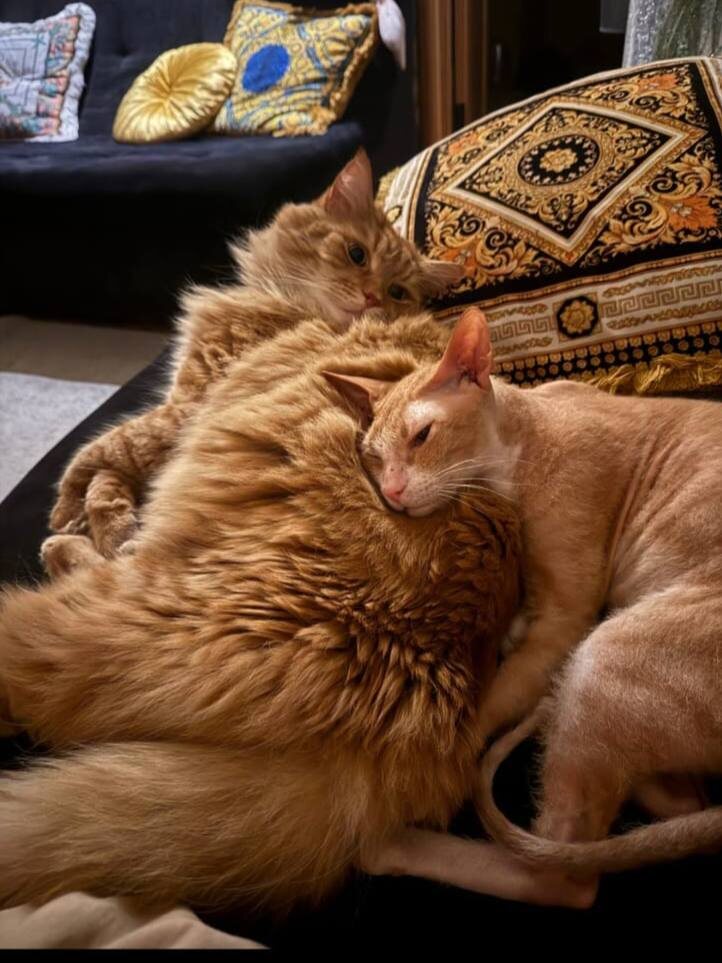 Вот такая рыжая идиллия. Фото из архива автора