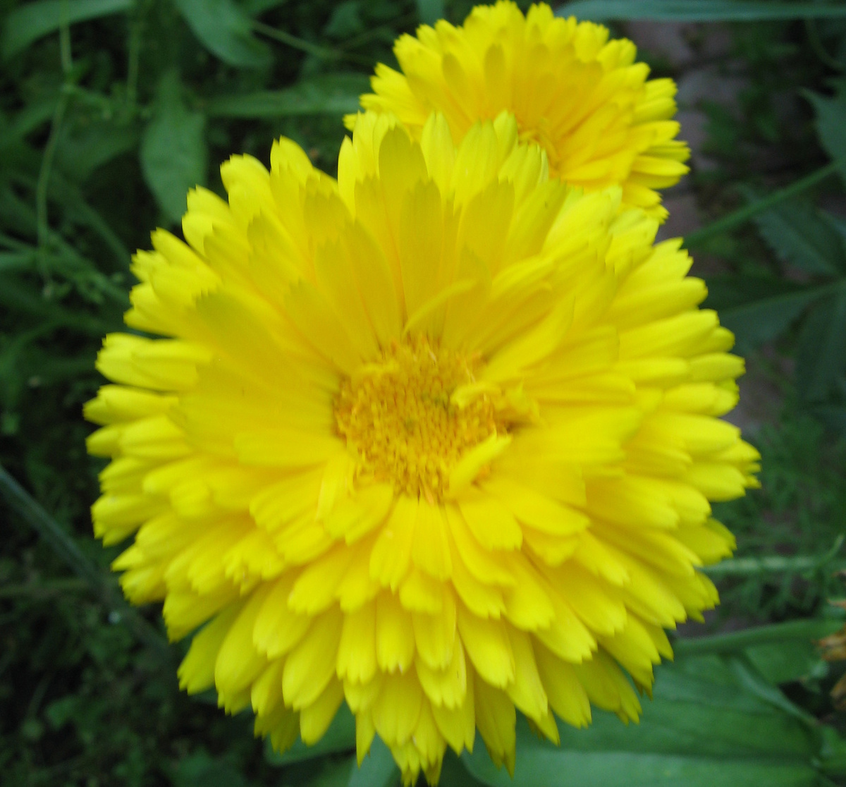 Календула лекарственная - моё фото