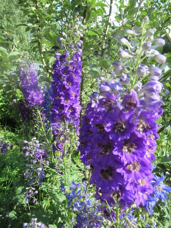 Дельфиниум новозеландский прекрасно сеется, но теряет махровость.