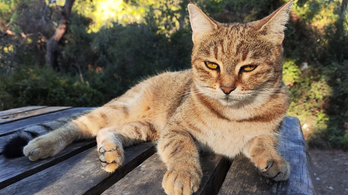    Эта турецкая кошка тоже могла бы курировать учебный процесс.