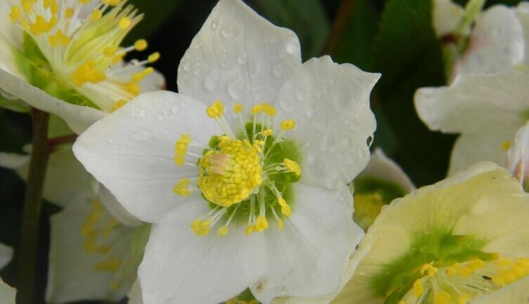    Первоцветы в саду. Что известно о морозниках? Фото: по лицензии CC0 Pxhere.com