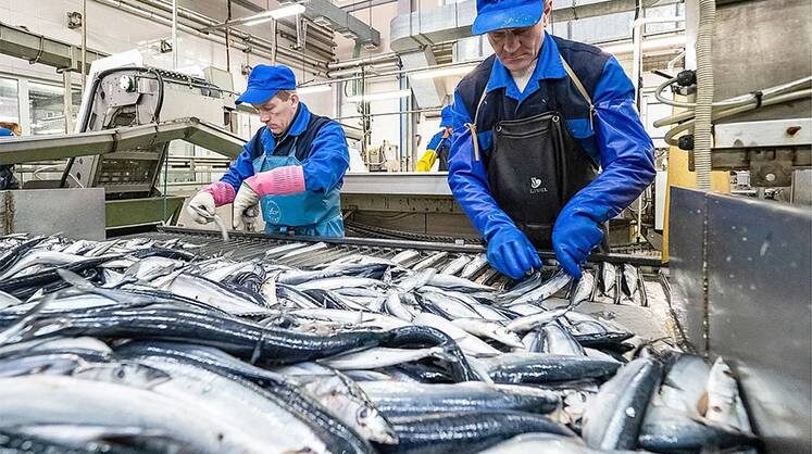    СЕРГЕЙ КРАСНОУХОВ/ТАСС На Сахалине переработают рыбу