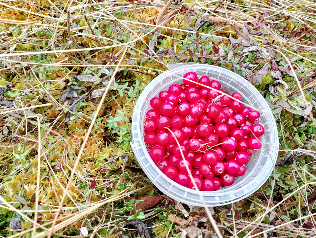 Клюква. Фото 📷 автора.