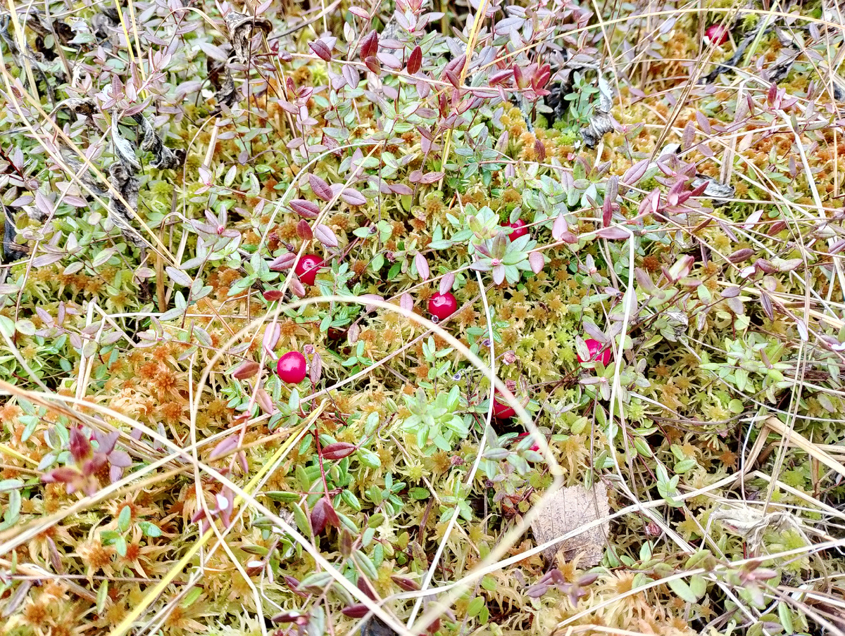 Правда же яблочки? 🍎 Хотя это клюква🤗👌