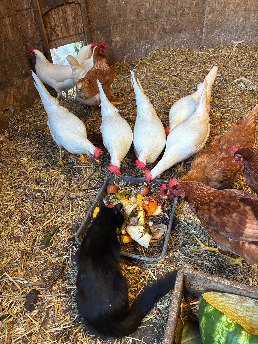 Вот кто никогда не страдает отсутствием аппетита:)