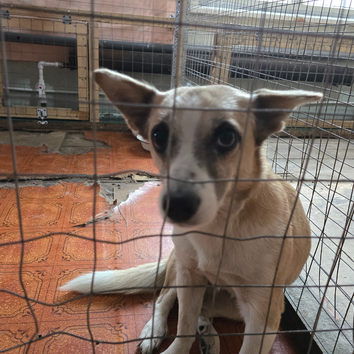 задумчивые глаза за решеткой ищут ответы