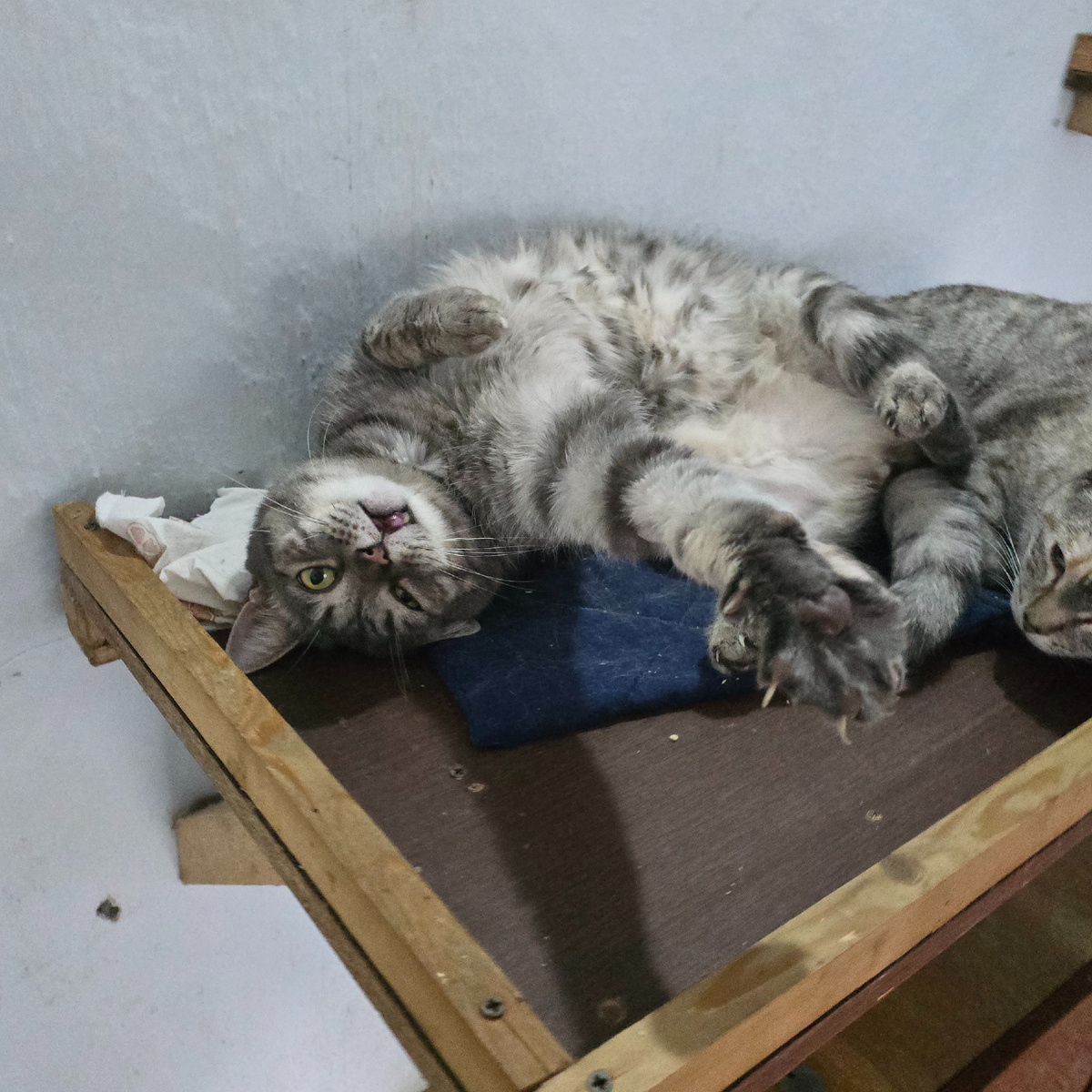 полосатое чудо нашло уют среди подушек