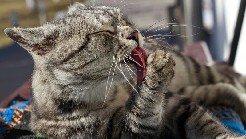     Фото: @wirestock / www.freepik.com