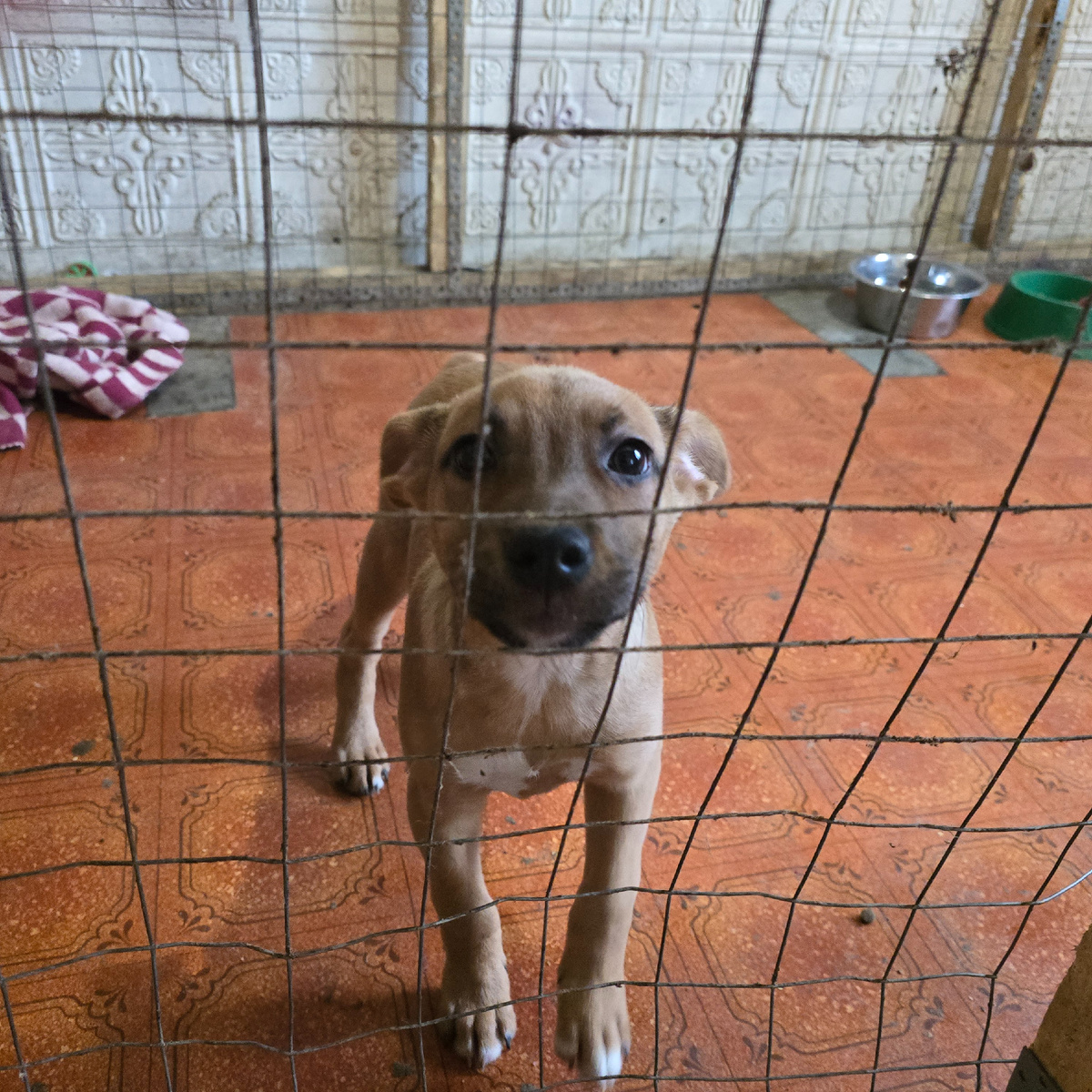 молчаливая просьба за металлической решеткой