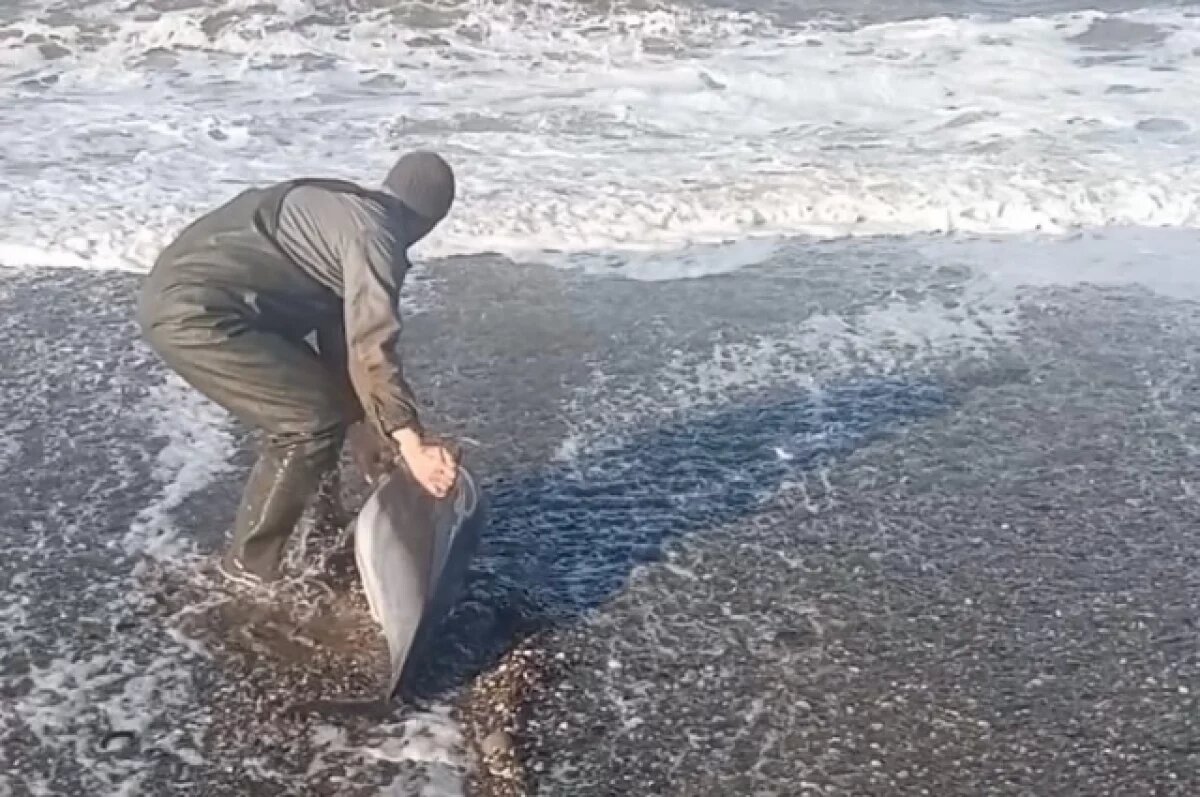    «Жалко же!»