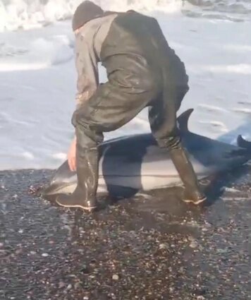    Дельфиненок весил 120-150 кг. Фото: Из личного архива/ Алексей Величко