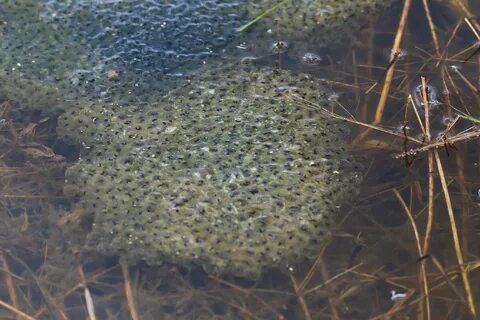 Фото из интернета. Лягушачья икра, скоро из нее вылупятся головастики.