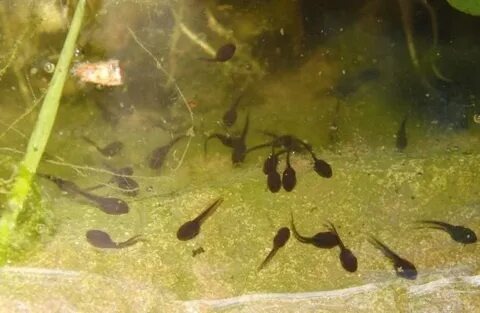 Фото из интернета. Из икринок появились головастики.