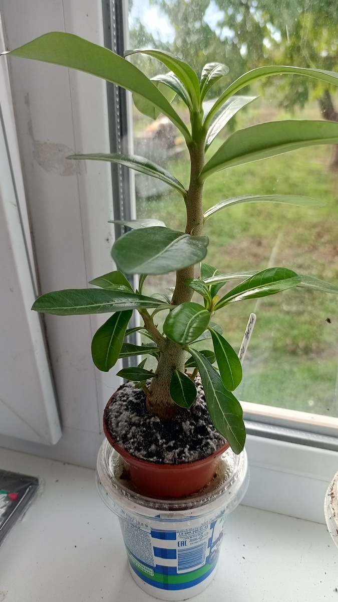 Южное окно, фитильный полив.