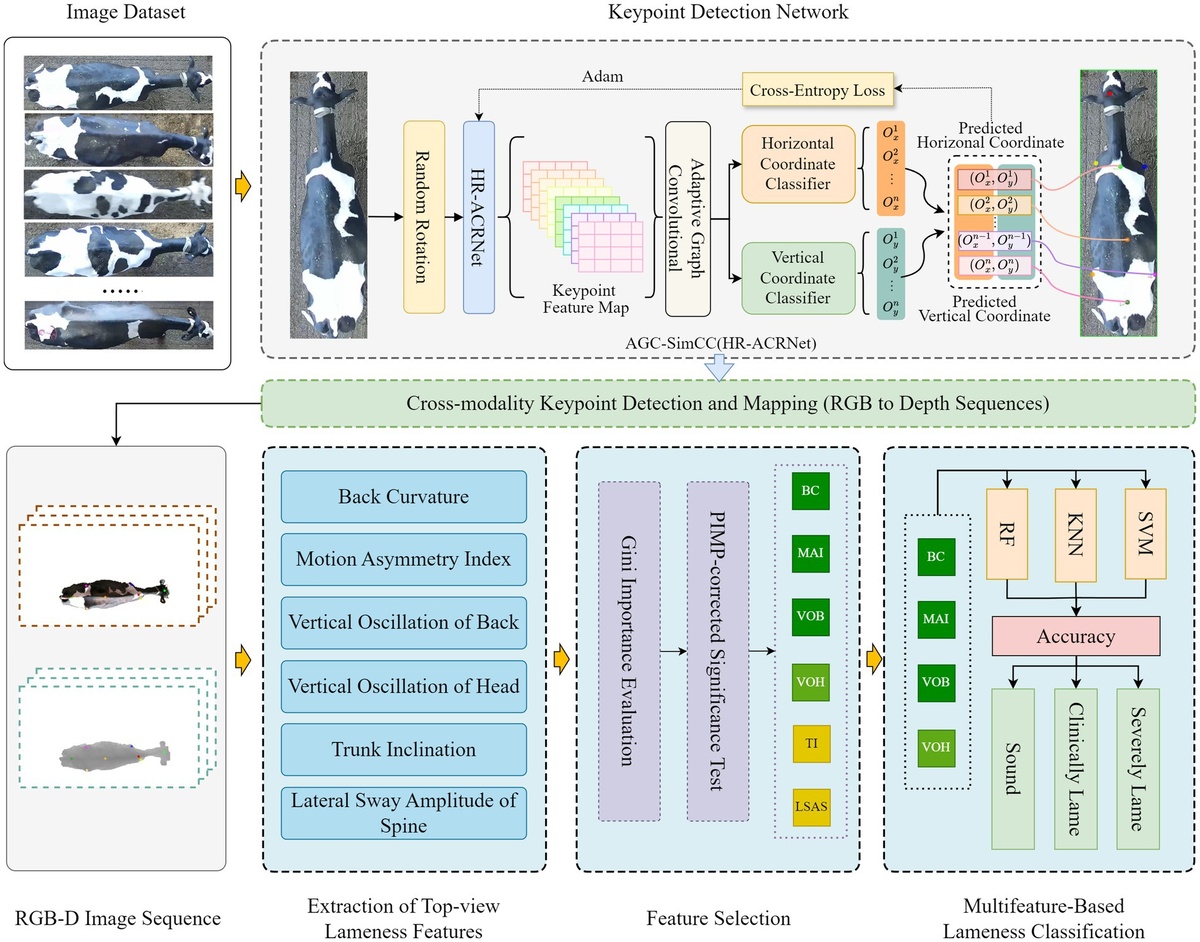 Общая схема обнаружения хромоты у молочных коров на основе данных, полученных с помощью камеры, установленной над животными.