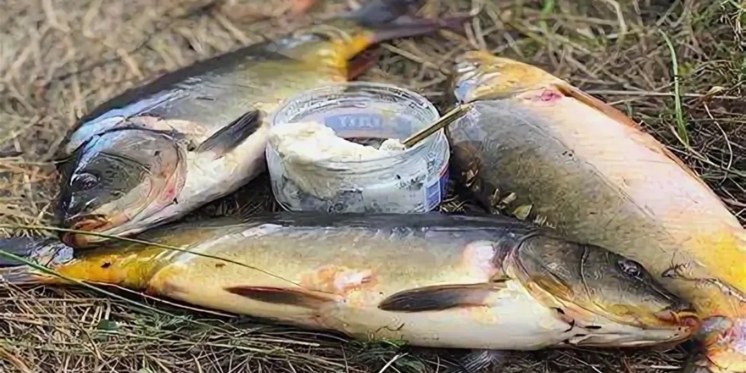 Как приготовить идеальную болтушку из манки для ловли карася. Три лучших способа.