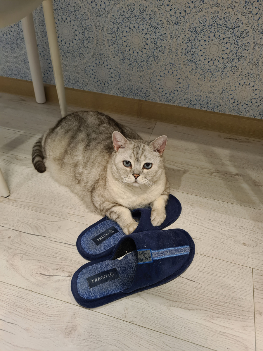 Бритранский кот