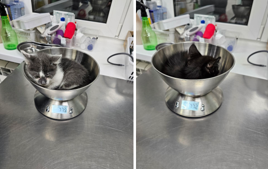 Малыши приюта