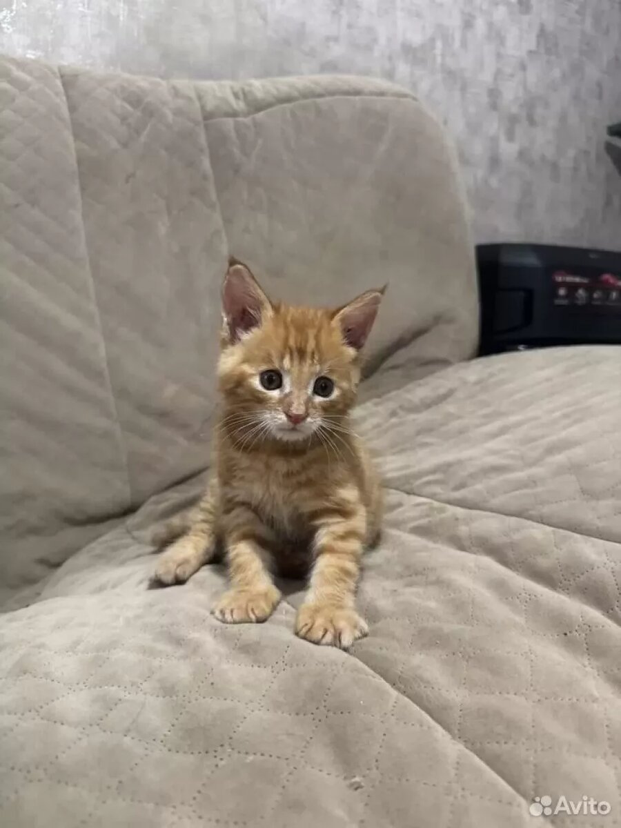    Котенка породы чаузи продают в Барнауле. Источник: avito.ru