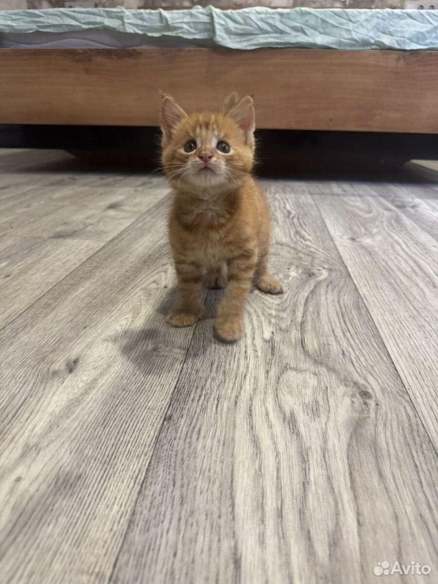    Котенка породы чаузи продают в Барнауле. Источник: avito.ru