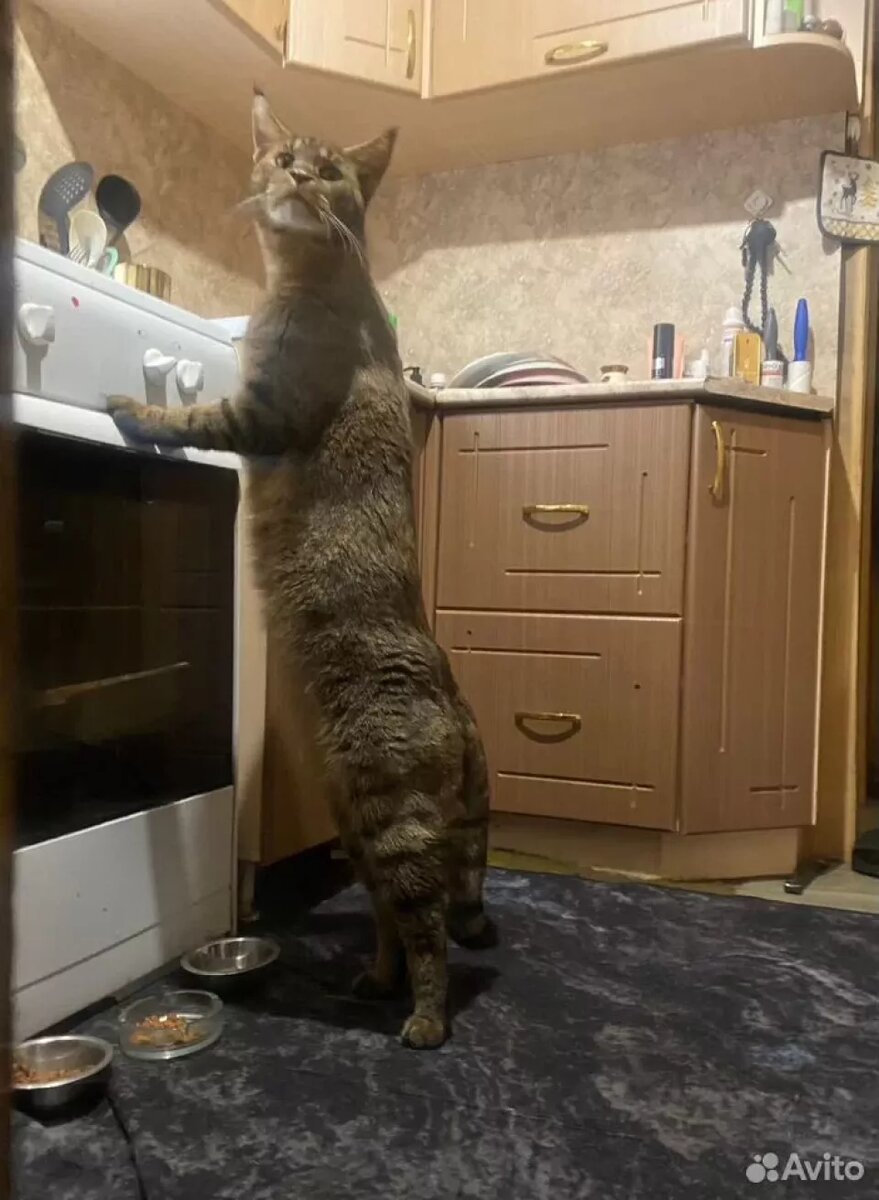    Котенка породы чаузи продают в Барнауле. Источник: avito.ru