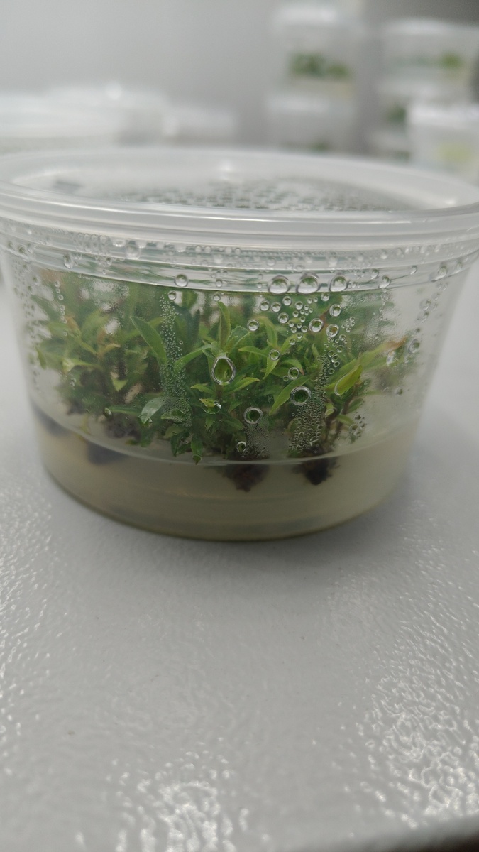 Саженцы инвитро в собственной лаборатории. Создано биологом-самоучкой.