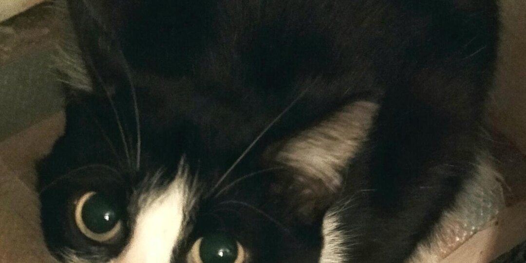 Кошка из кустов. Та самая. Прошёл год...