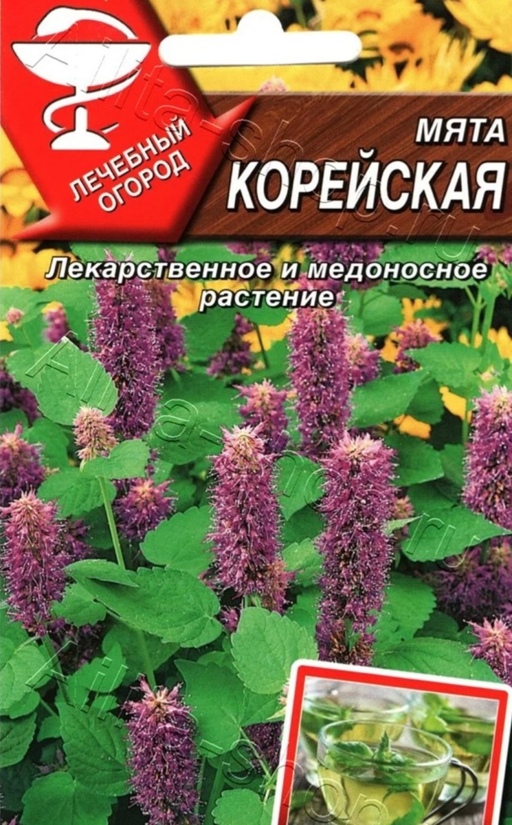 Семена корейской мяты