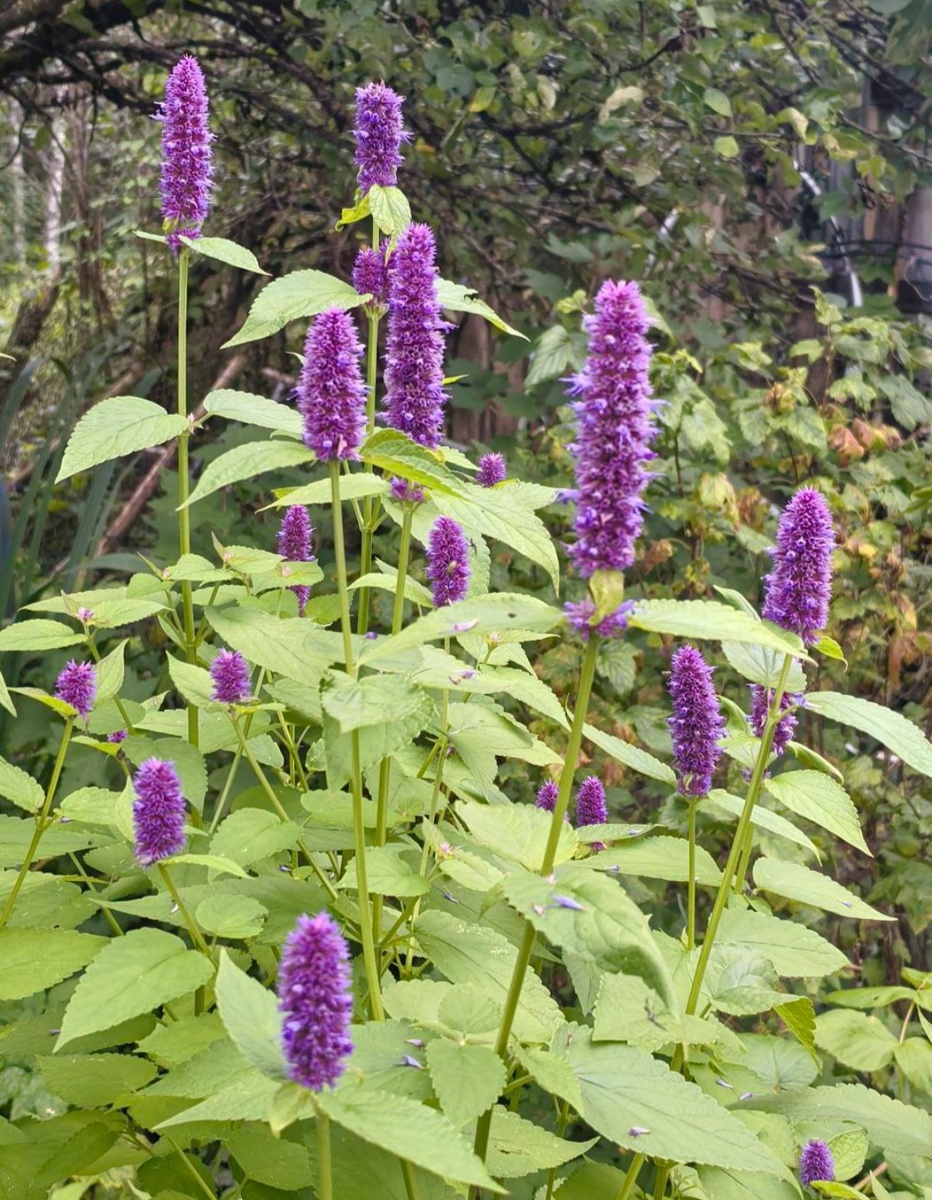 Зацветающая корейская мята