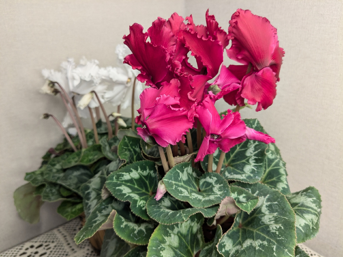 Цикламены - одни из цветов среди зимы