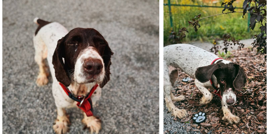 Поиграли с спасителей... Как можно быть настолько ненужной!? +1 собака, опять