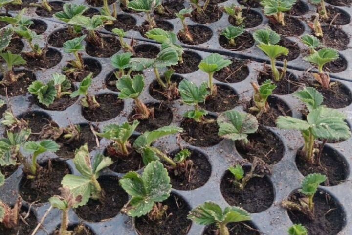    Фото:Пресс-служба министерства социальной защиты Хабаровского края