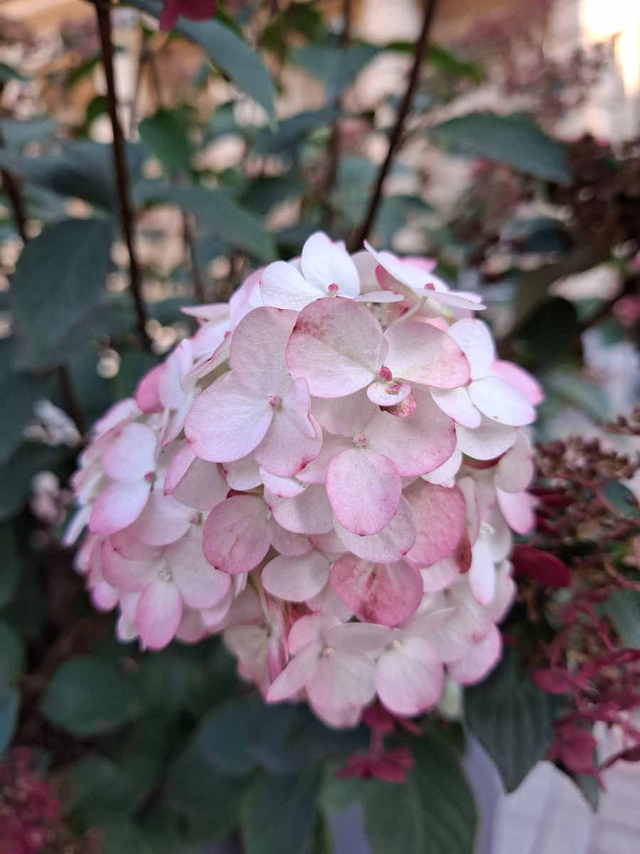 Осенние цветы 💗