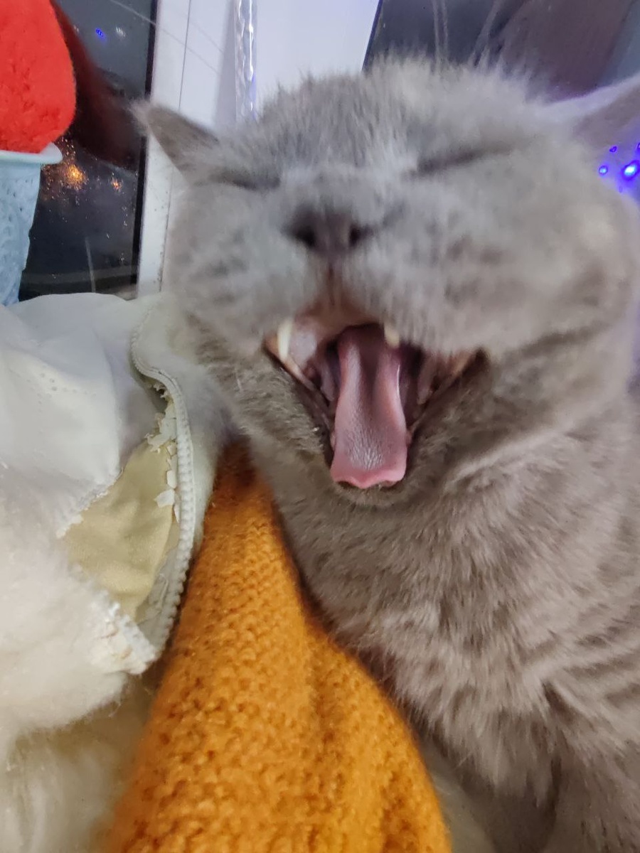 Вот сюда надо класть!