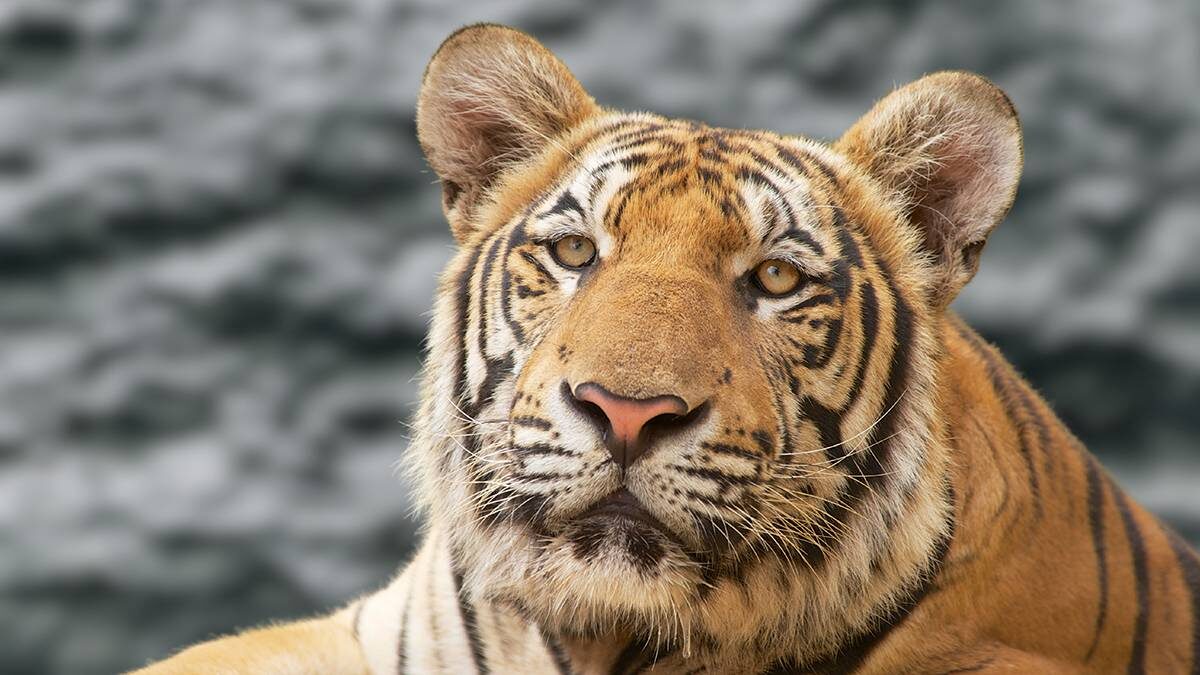    Фото: Shutterstock