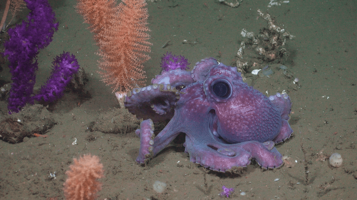 Осьминог перемещается вокруг глубоководных кораллов на высоте 1612 метров (около 5288 футов) во время погружения дистанционно управляемого транспортного средства, или ROV, рядом с исторической океанографической станцией 320 HMS ‘Челленджер", где почти 150 лет назад были собраны первые образцы кораллов в стране