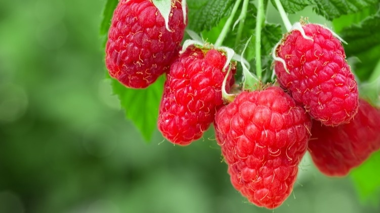 Оставляю на ремонтантной малине 6 побегов на метр. Ягода крупная и вся вызревает до морозов