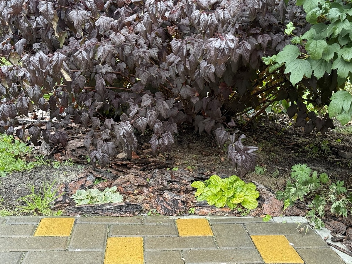 Участок сада